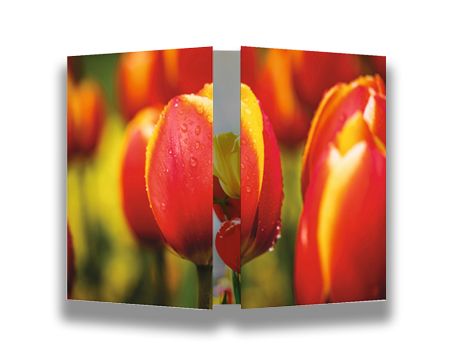 logoloop Galerie Tulips